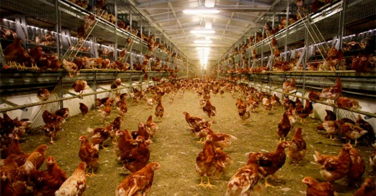 Avicultura brasileira inova com energy renovável e gestão eficiente. 22 Avicultura brasileira investe em energia renovável e gestão eficiente