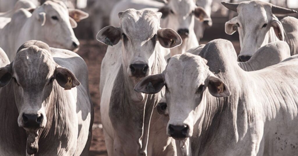 Pecuária no Nordeste: Bahia já tem mais bovinos do que São Paulo e Rio Grande do Sul