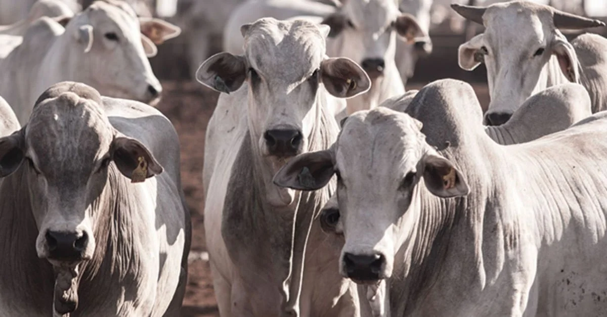 Bahia surpreende com crescimento na pecuária. 14 Pecuária no Nordeste: Bahia já tem mais bovinos do que São Paulo e Rio Grande do Sul