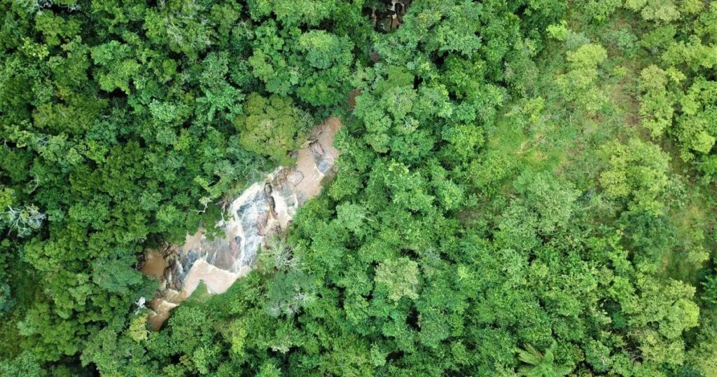 Baixa variedade de mudas nativas: impacto na biodiversidade 3 baixa variedade de mudas nativas impacto na biodiversidade 1
