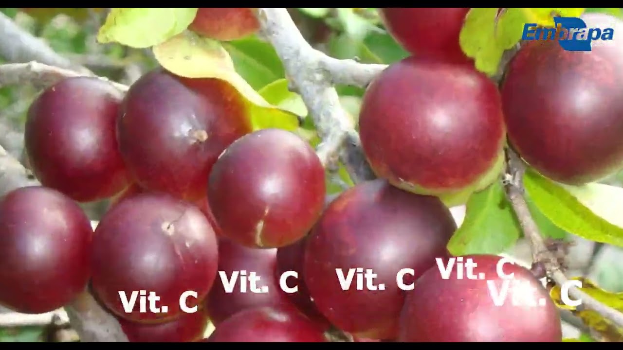 Banco ativo de germoplasma de camu-camu (Myrciaria dubia) da Embrapa 1 Banco ativo de germoplasma de camu-camu (Myrciaria dubia) da Embrapa