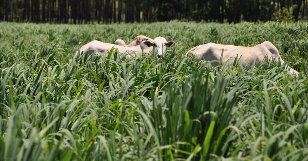 No mercado do boi, batalha pelo melhor preço continua, mantendo a estabilidade na arroba • Portal DBO