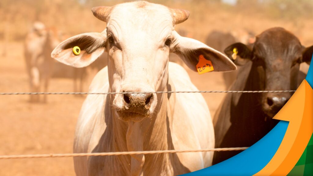 Boi: cenário promissor para preços. 24 Boi: cenário para o segundo semestre vai se desenhando positivo para para os preços da arroba