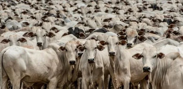 Boi Gordo: a fraude que chocou 30 mil investidores 12 O que foi o Boi Gordo, fraude que fez 30 mil investidores perderem bilhões