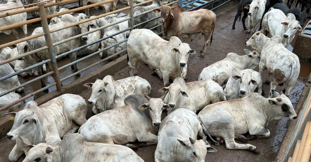 Confinamento de ouro faz boi gordo ultrapassar 22@ com 58% de rendimento de carcaça em MG