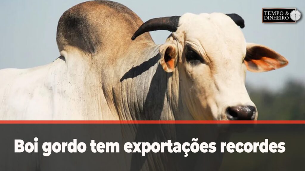 Boi gordo tem exportações recordes em janeiro. Preços do mercado físico sem reação - Notícias Agrícolas