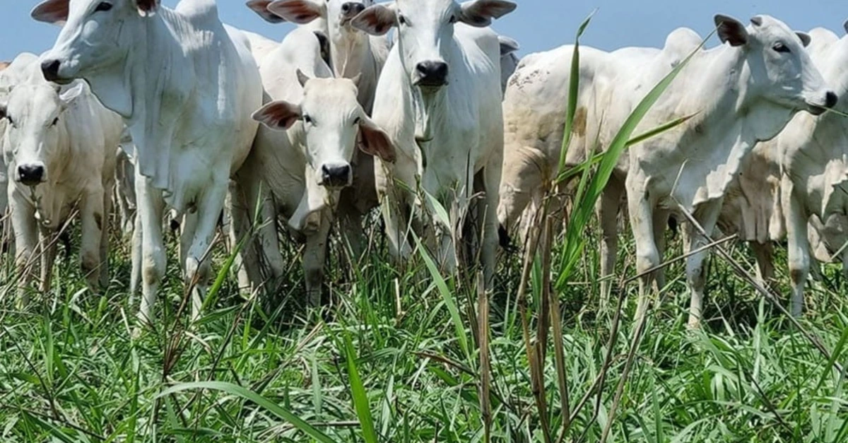 Preço do Boi gordo e Carne registram queda em fevereiro