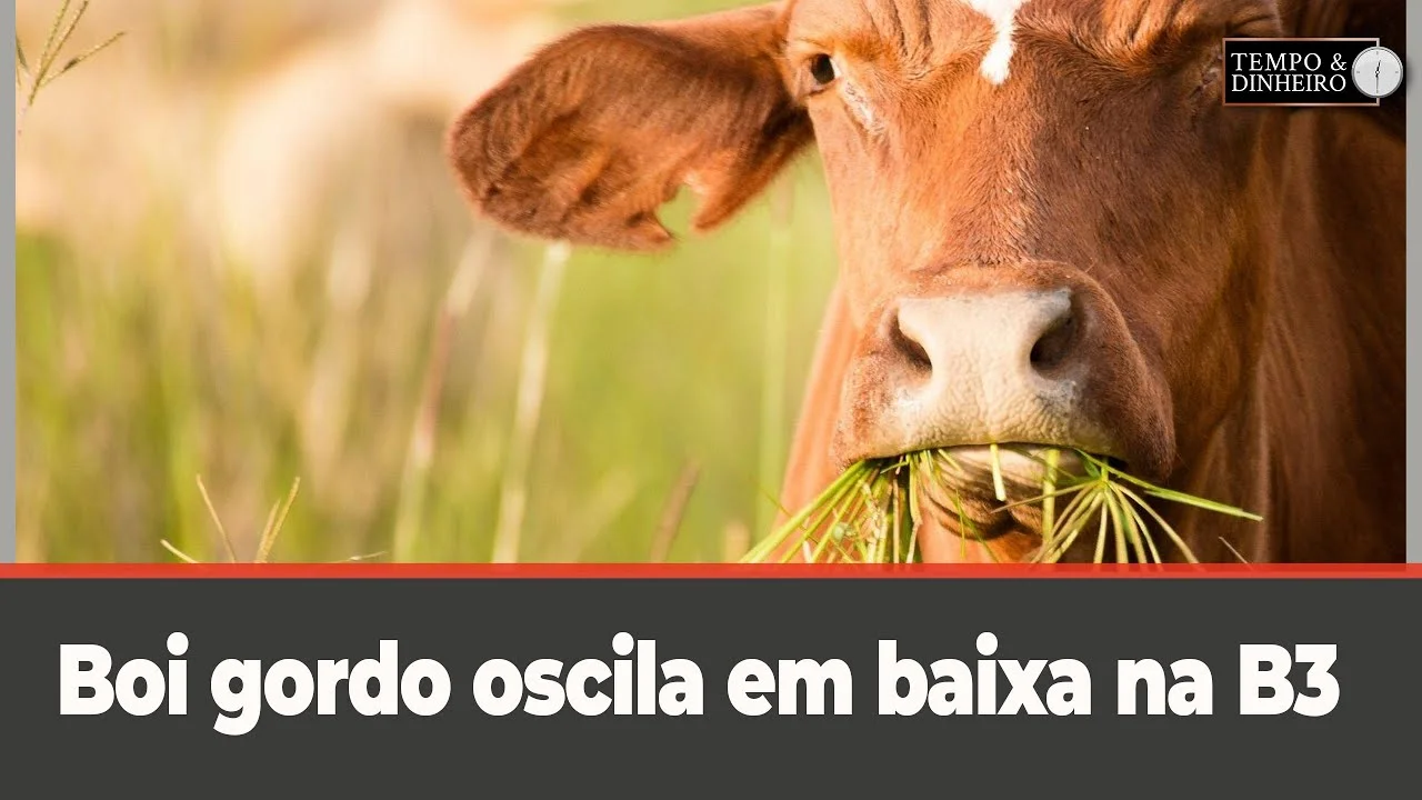 Boi gordo em baixa na B3 aguarda reação do mercado varejista. 2 Boi gordo oscila em baixa na B3 e no mercado físico a espera de reação do mercado varejista - Notícias Agrícolas