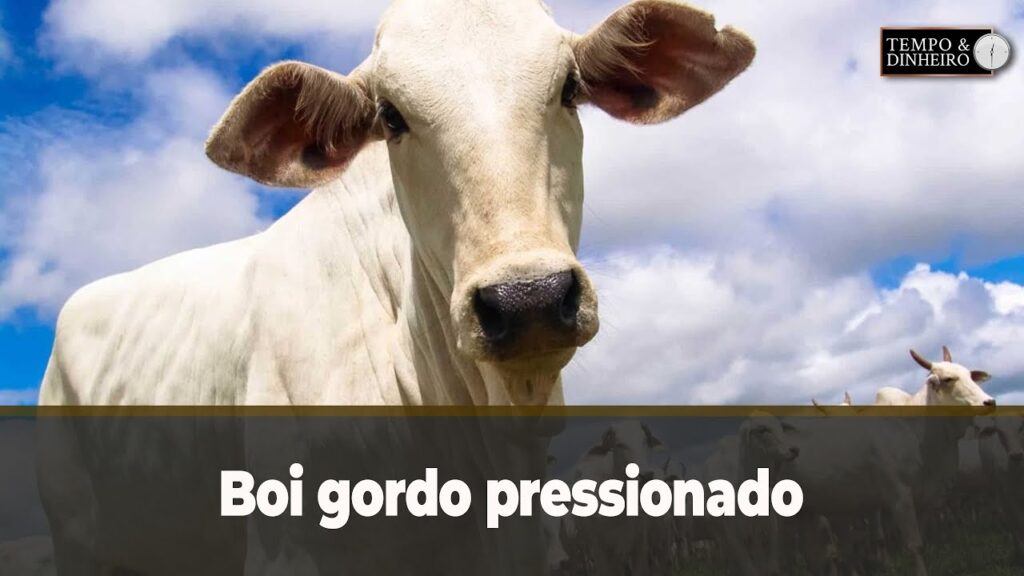 Boi gordo pressionado vê reposição com preços atrativos - Notícias Agrícolas