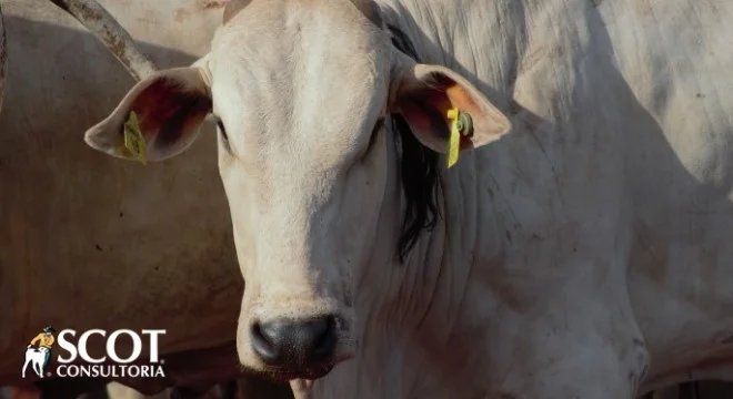 Boi gordo: estabilidade em SP
