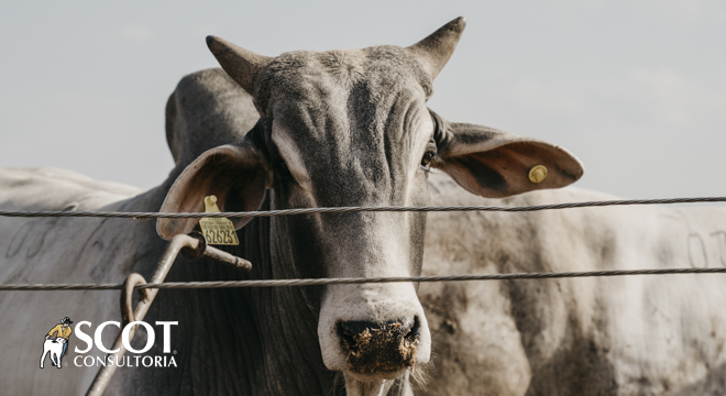 boi gordo mercado estavel sp 1