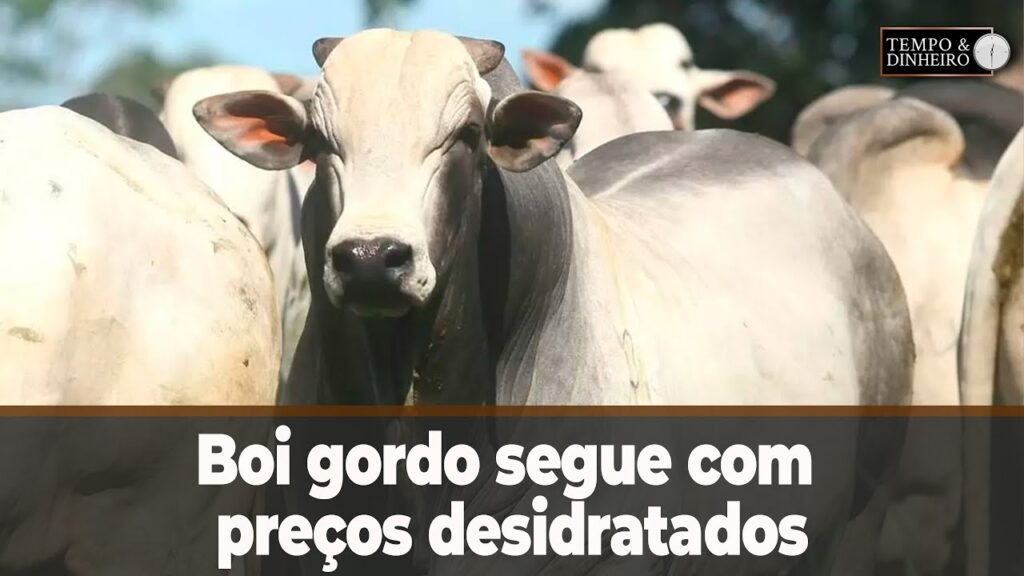 Boi gordo: preços desidratados e baixa demanda 2 Boi gordo segue com preços desidratados e reposição com baixa demanda. - Notícias Agrícolas