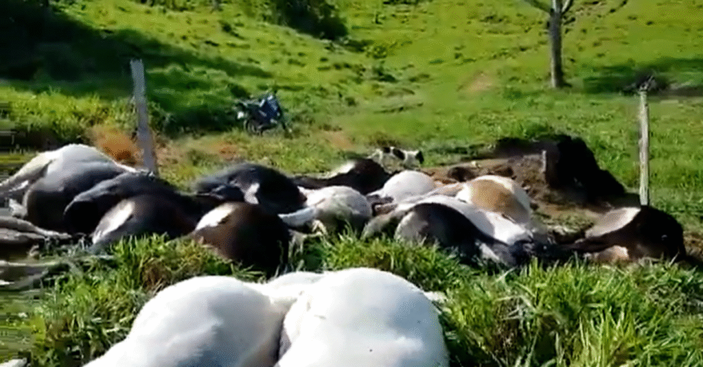 Boi gordo: preços em queda, exportação em alta 2 Boi gordo segue com preços enfraquecidos; exportação vai na contra-mão