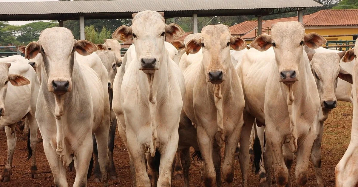 Boi gordo: preços estáveis! 🤔 11 Preços da arroba do boi gordo