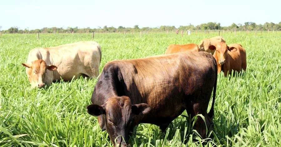 Lentidão na retomada de preços do boi gordo