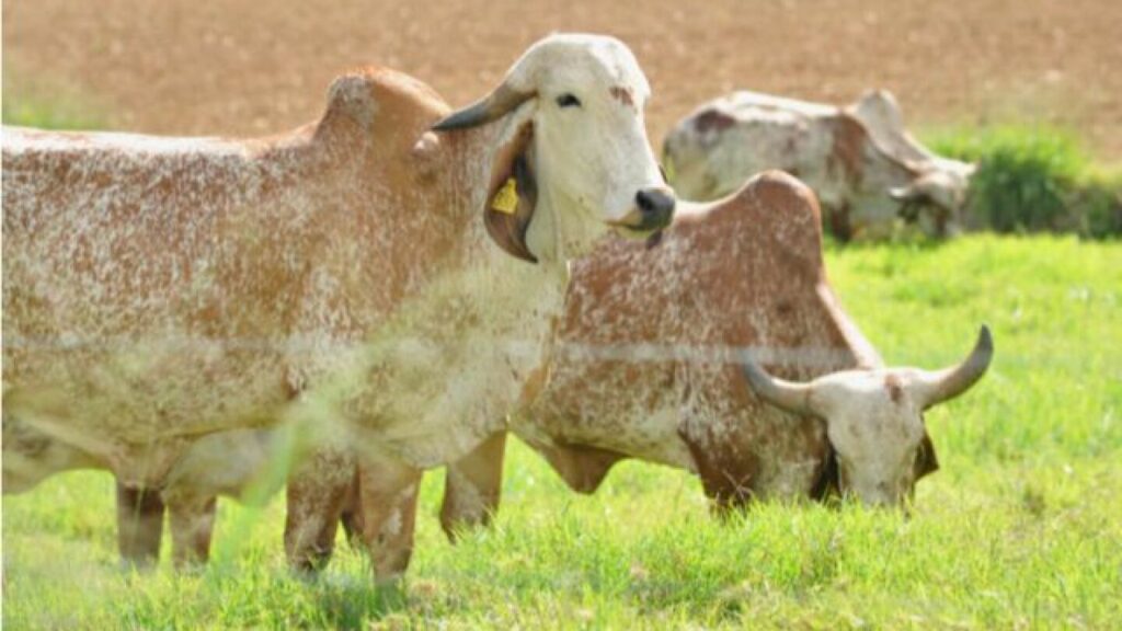 Boi perde preço e a vaca quer subir o leite - Itatiaia