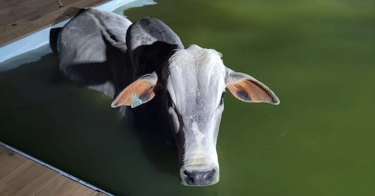 Boi salvo por bombeiros em piscina 14 Boi cai em piscina e é resgatado por bombeiros; veja como foi