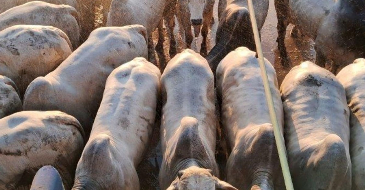Boiada confinada de até dois dentes atinge quase 21@ em MT! 2 Boiada confinada de até dois dentes chega a quase 21@ no interior de MT