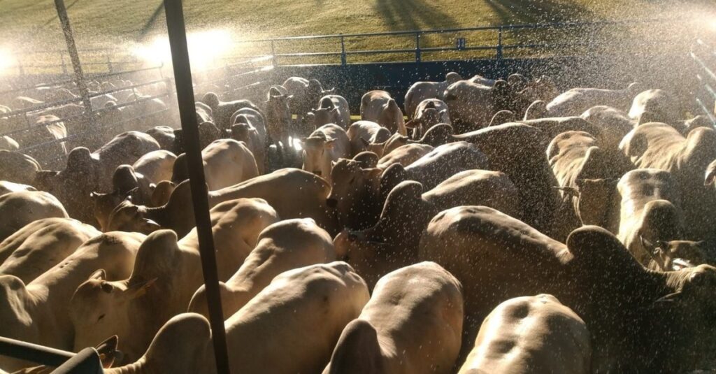 Boiada em SP: como 4 dentes alcançaram quase 23@? 8 Trabalho de equipe faz boiada até quatro dentes chegar a quase 23@ em SP