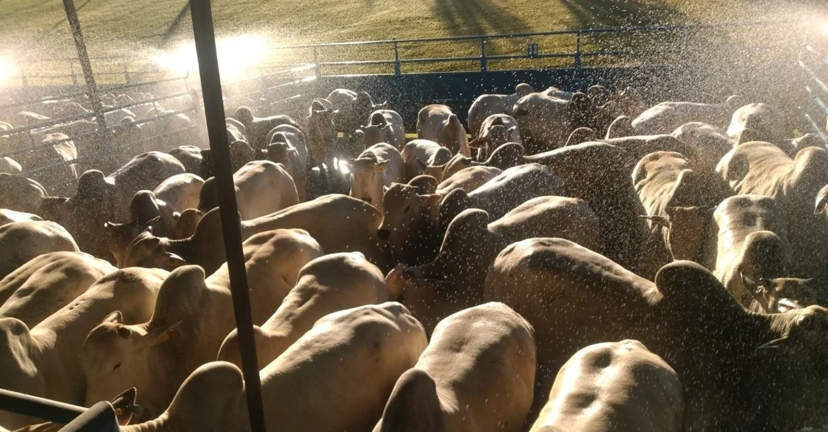 Boiada em SP: como 4 dentes alcançaram quase 23@? 11 Trabalho de equipe faz boiada até quatro dentes chegar a quase 23@ em SP