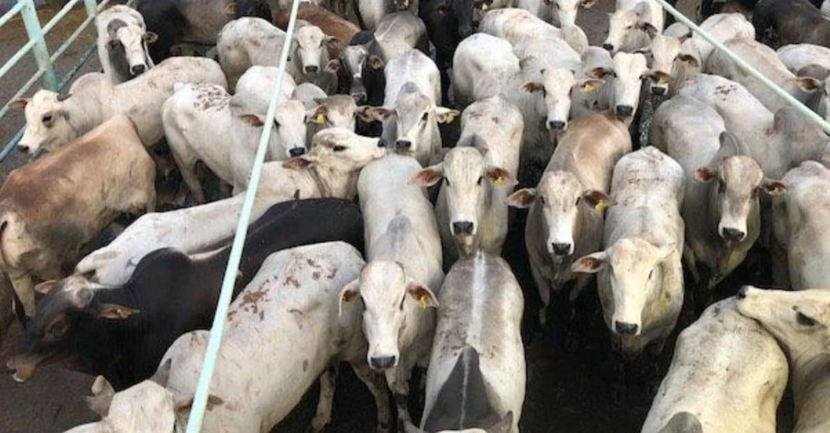 Boiada jovem surpreende com ganho de peso. 1 Boiada bruta de até dois dentes chega a 19@ em terminação no cocho em Mato Grosso
