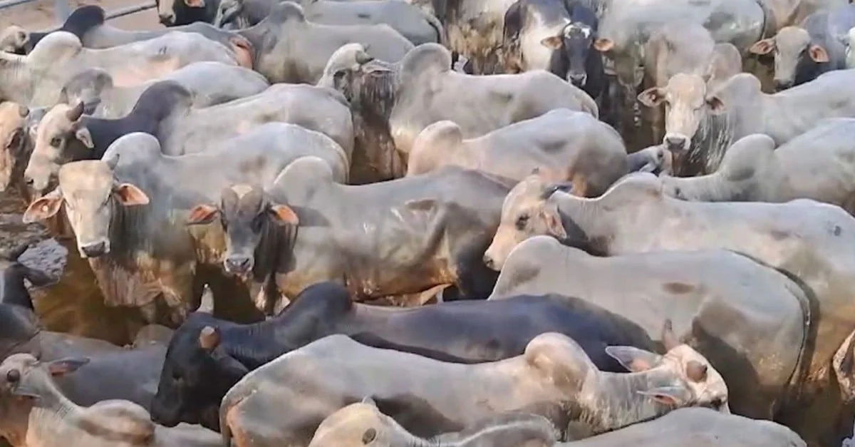 Bois suplementados a pasto surpreendem por qualidade com mais de 21@ no Pará