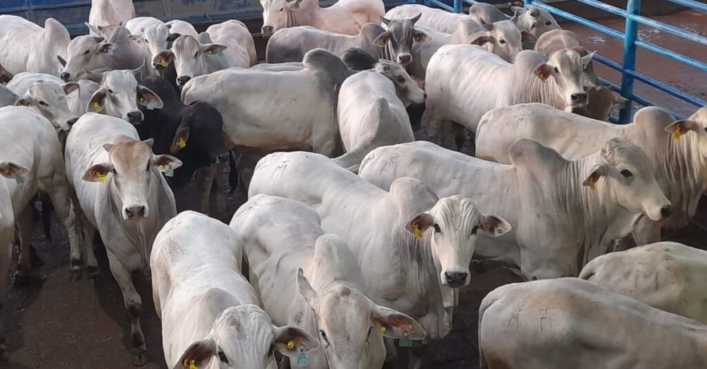 Boitel é saída com desembolso zero para pecuarista fazer boiada jovem de 19@ em SP