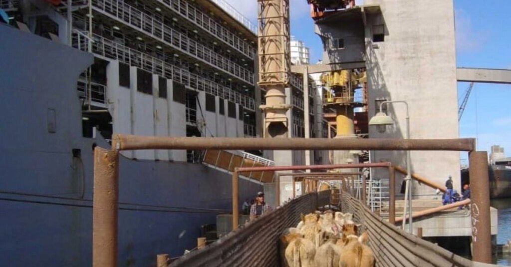 Brasil deverá aumentar a exportação de gado para a Turquia