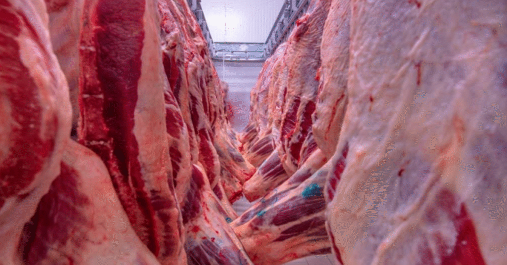 Brasil bate recorde nas exportações de carne bovina in natura 2 brasil bate recorde nas exportacoes de carne bovina in natura 1