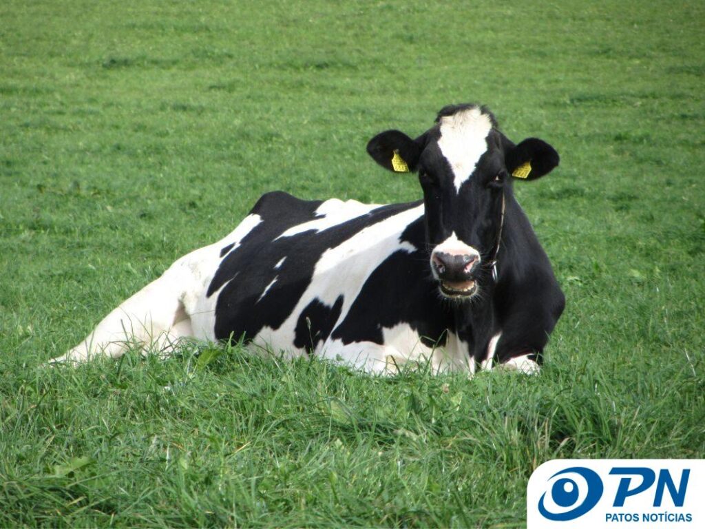 Governo beneficia Argentina ao invés de proteger o produtor brasileiro