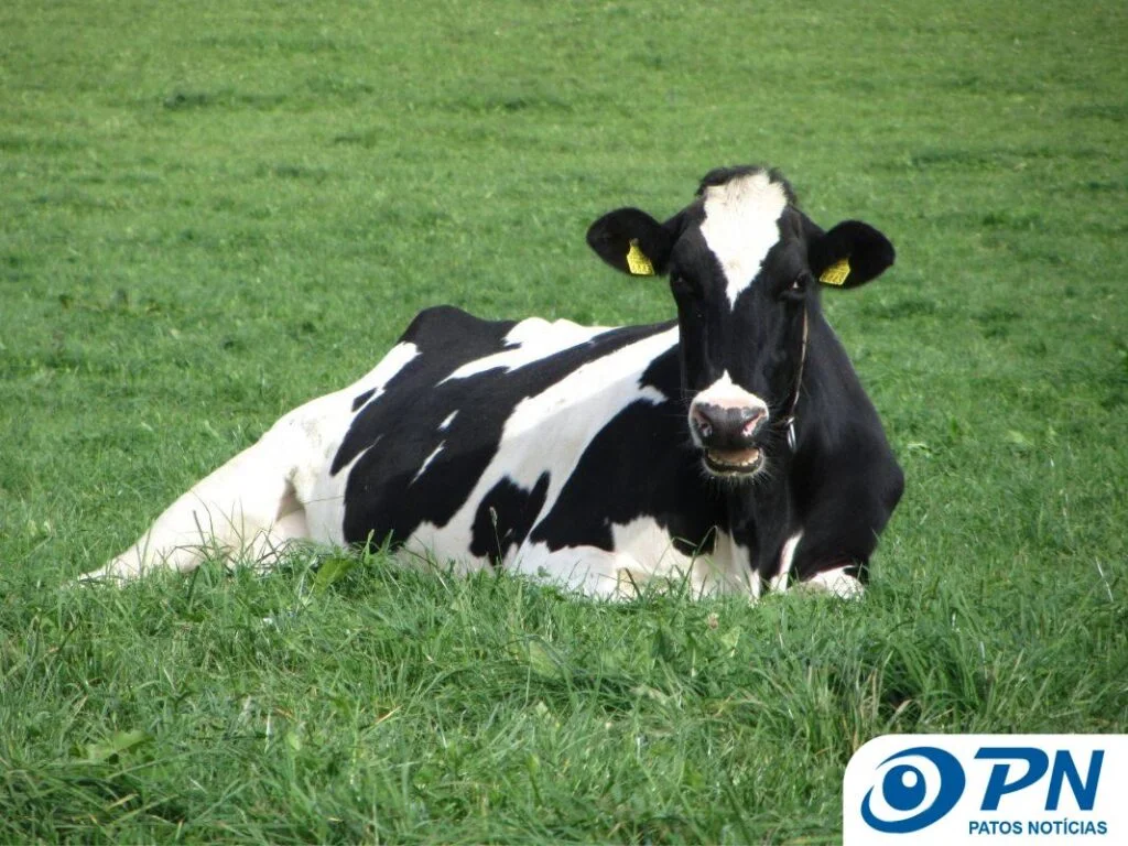 Brasil: beneficiando Argentina em vez do produtor. 15 Governo beneficia Argentina ao invés de proteger o produtor brasileiro