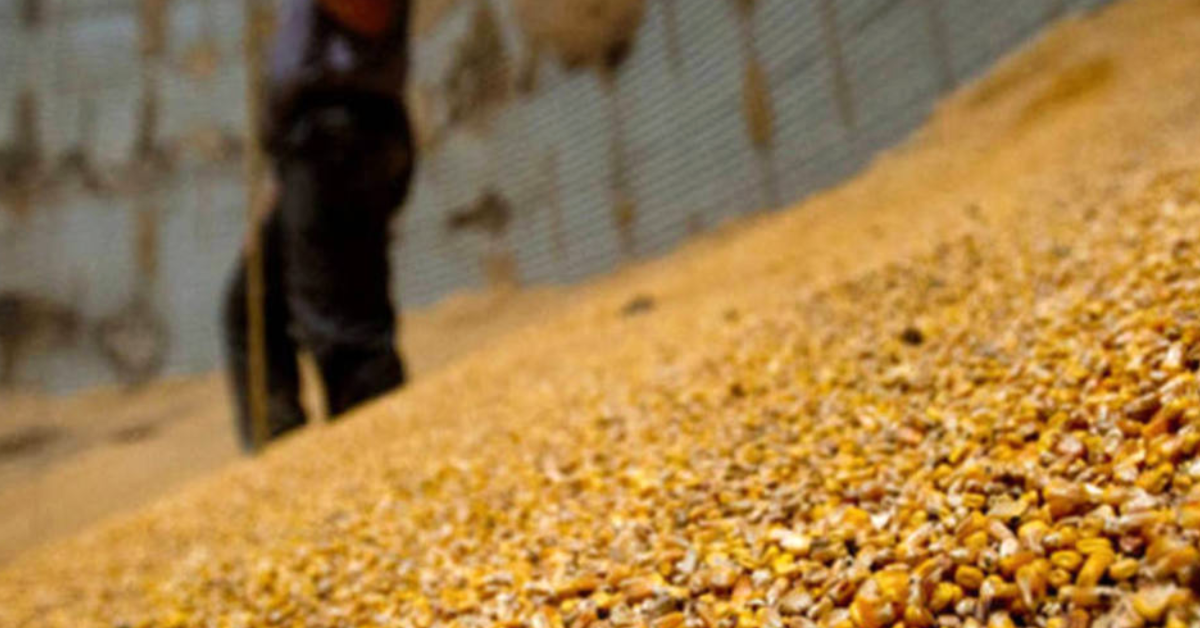 Brasil mantém liderança nos embarques de milho