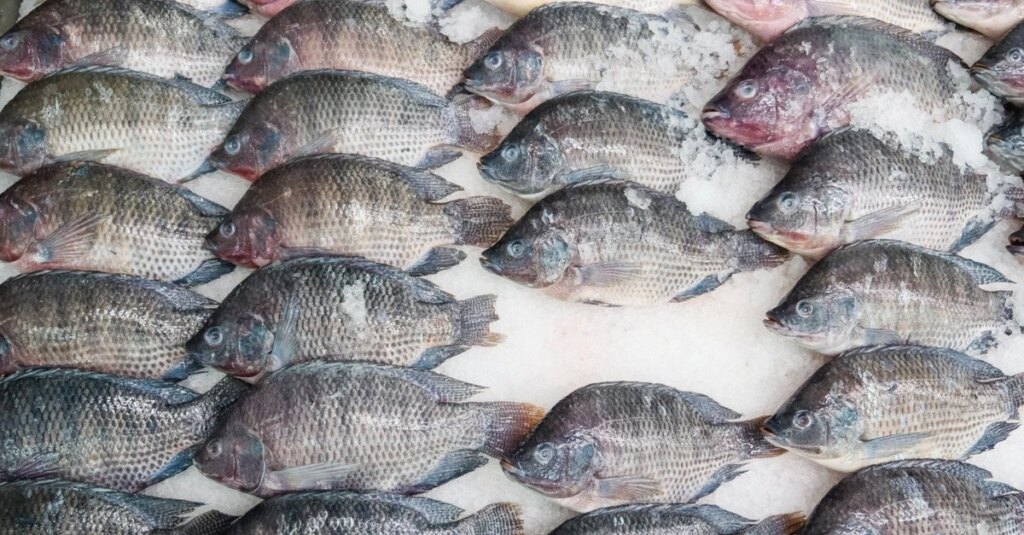 Brasil suspende importação de tilápia do Vietnã