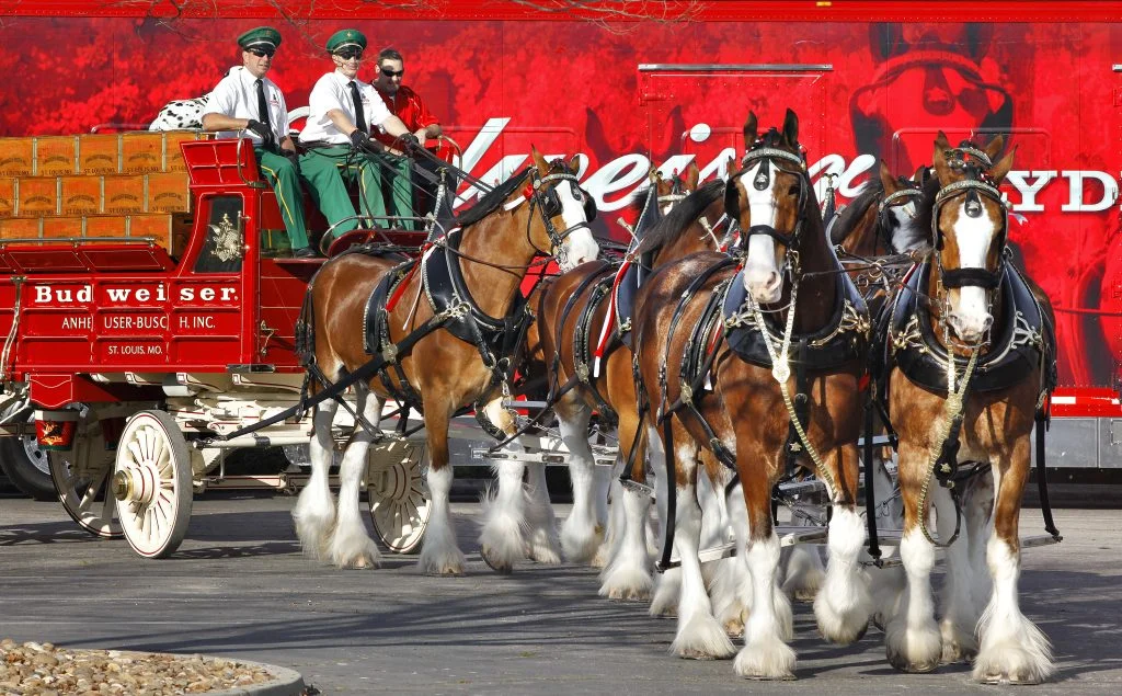 Budweiser traz de volta os Clydesdales.