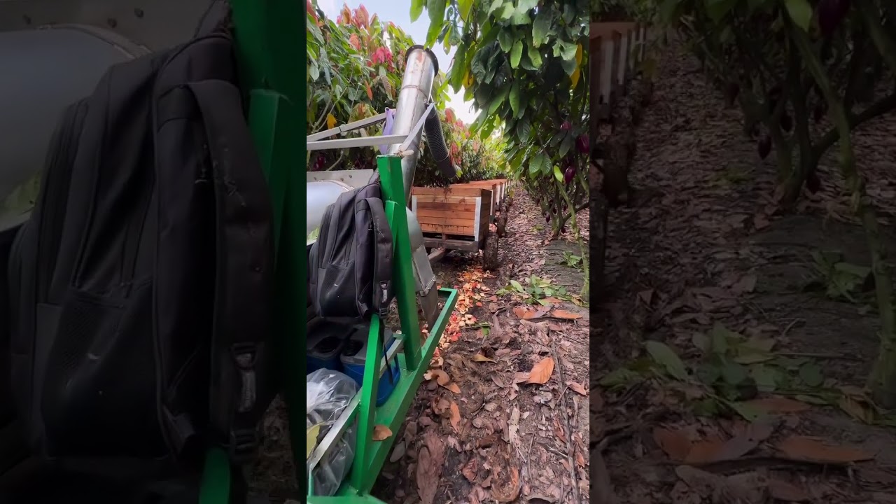 cacau da colheita ao processamento f09f8dabf09f8cb1 agro agricultura cacau