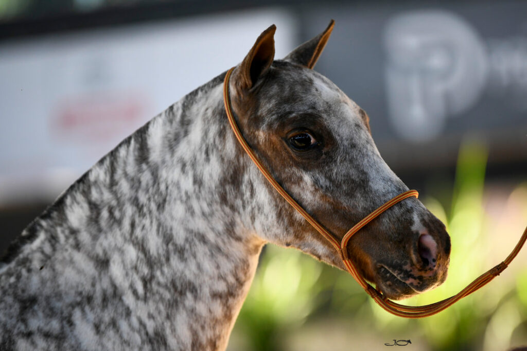 Calendário de exposições do Pônei em 2024: confira! 1 ABCC Pônei divulga calendário de exposições da raça em 2024