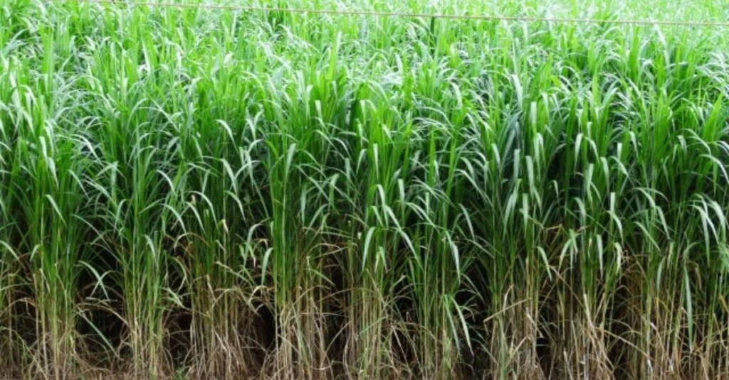 Capiaçu: segredos para otimizar a colheita 10 Capiaçu: especialista ensina com tirar toda a eficiência da lavoura na silagem