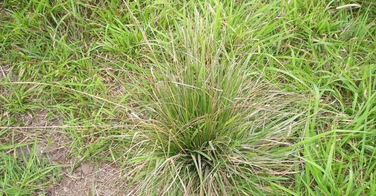 Capim Capeta: Glifosato nos corredores – controle eficaz?