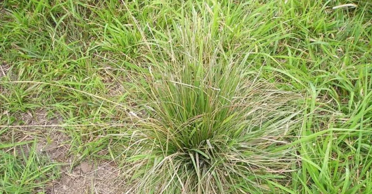 Capim Capeta: Glifosato nos corredores - controle eficaz? 22 Capim Capeta: o uso estratégico do glifosato nos corredores auxilia no controle?