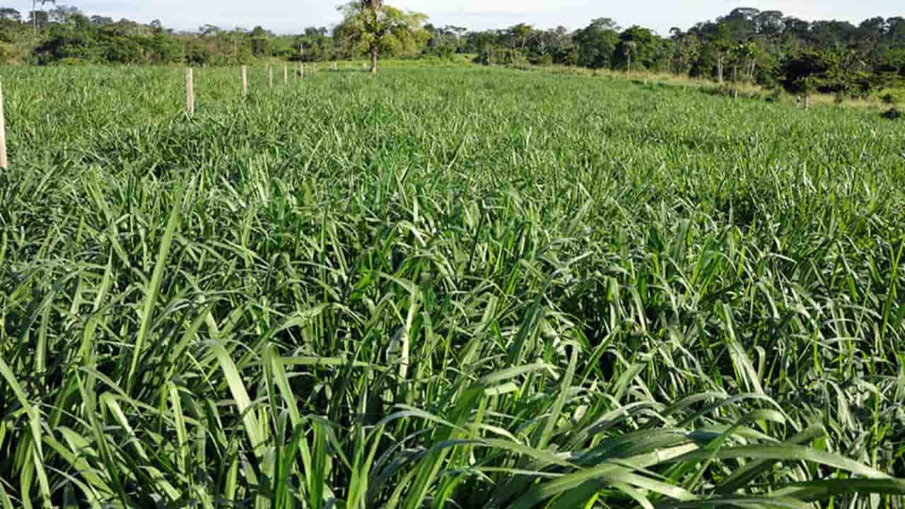Capim Zuri: até 40% mais produtivo!