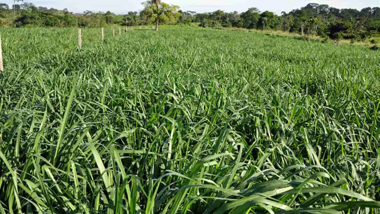 Capim Zuri: até 40% mais produtivo! 44 Capim Zuri produz até 40% mais que braquiária quando plantado antes da soja