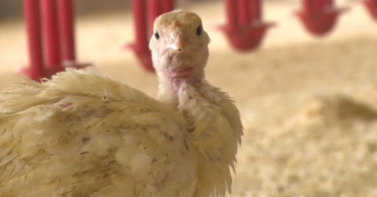 Carne de peru: um sucesso de US$ 200 mi em 2023! 3 carne de peru conquista novos mercados e gera US$ 200 mi em 2023