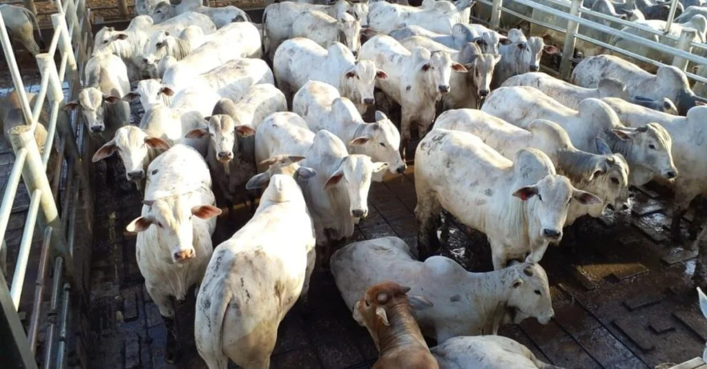 Carne de qualidade no interior de SP! 19 Boiada bruta confinada de quase 23@ é show de carne no interior de SP