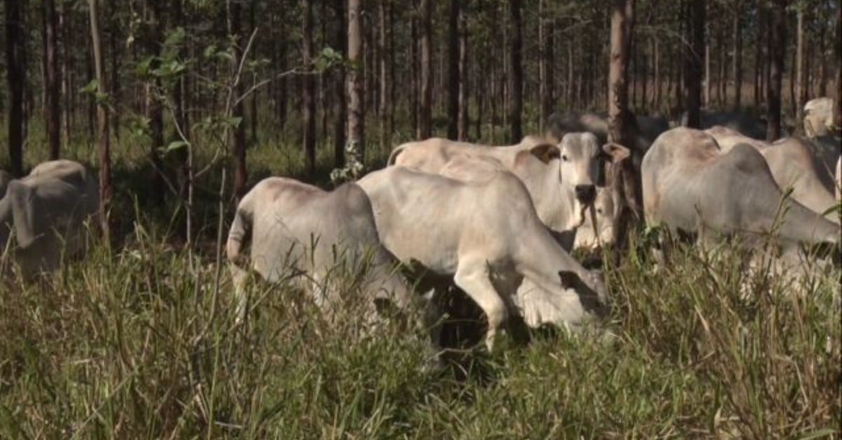 Carne sustentável: redução de metano em 15%?