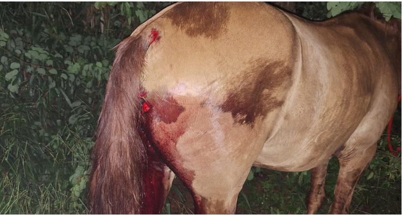 Cavalo é atropelado em Formiga – mistério no Trevo do Peixe.