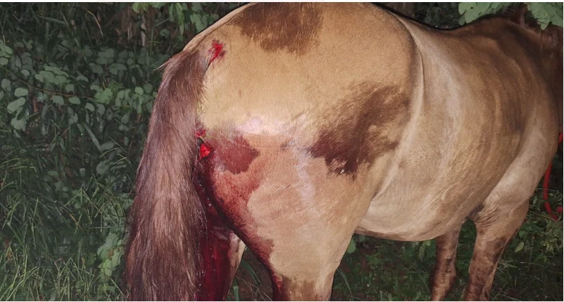 Cavalo é atropelado na LMG 893, próximo ao Trevo do Peixe, em Formiga