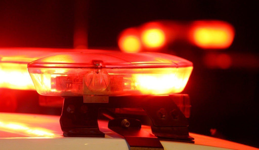 Cavalo é socorrido após sofrer maus-tratos em Tijucas