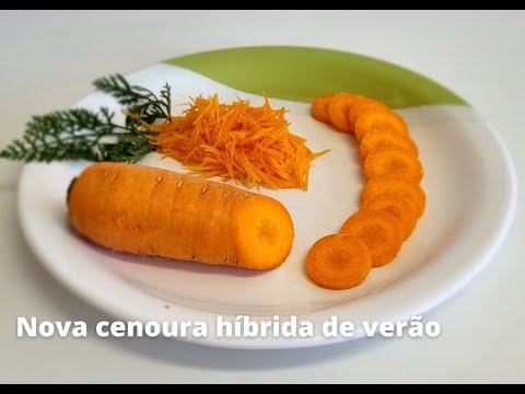 cenoura hibrida e a primeira resistente a queima das folhas