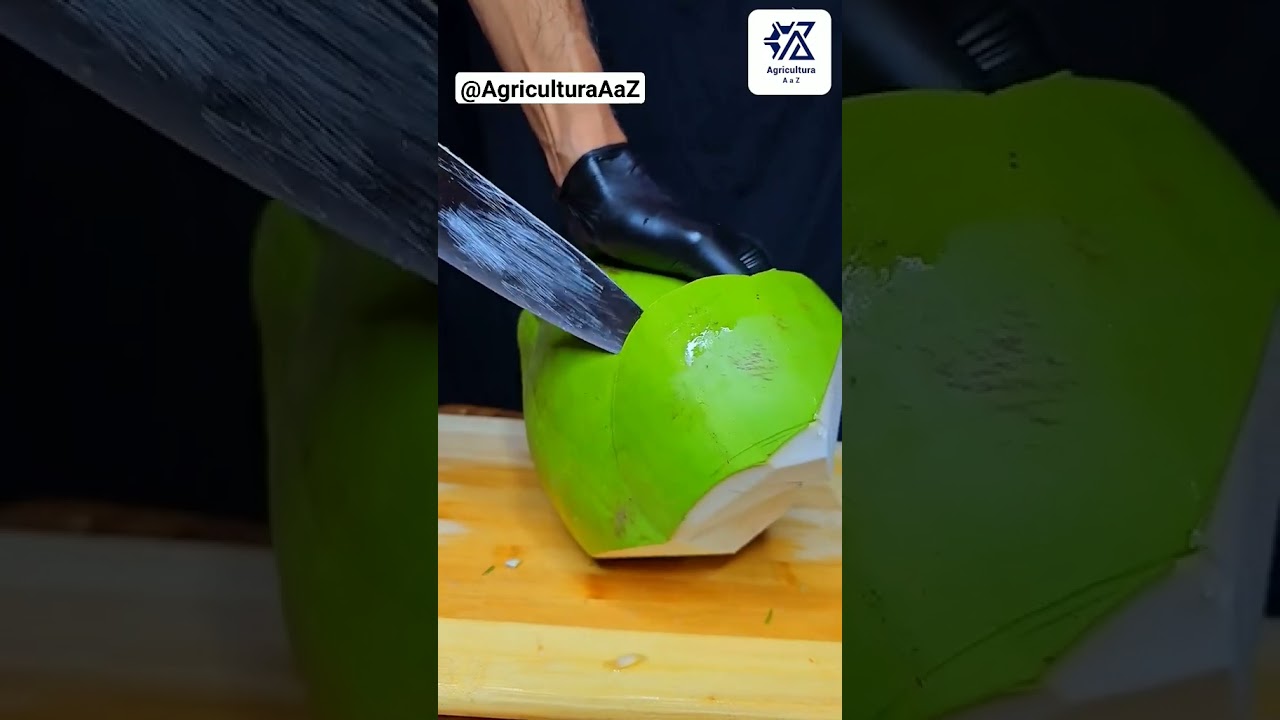 coco corte satisfatorio agro