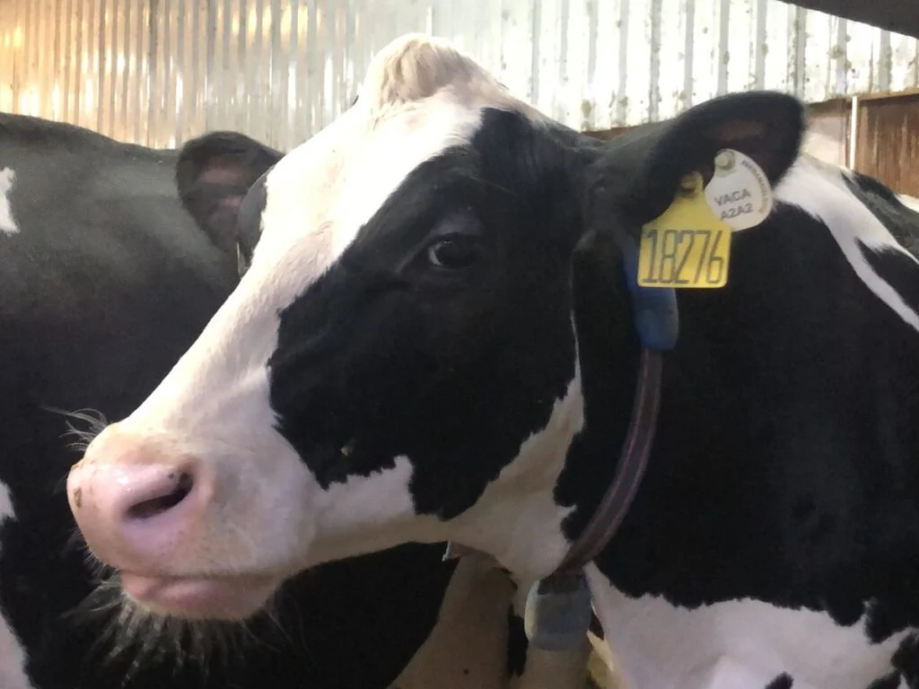 Colar inteligente aumenta produção de leite 1 Colar inteligente 'traduz' emoções de vacas e aumenta a produção de leite | Leite